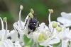 Hylaeus sp.